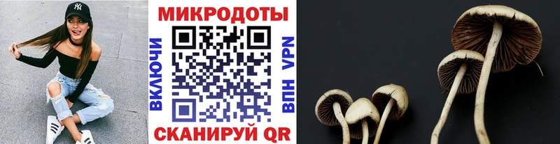 mega tor  Гвардейск  Галлюциногенные грибы прущие грибы 